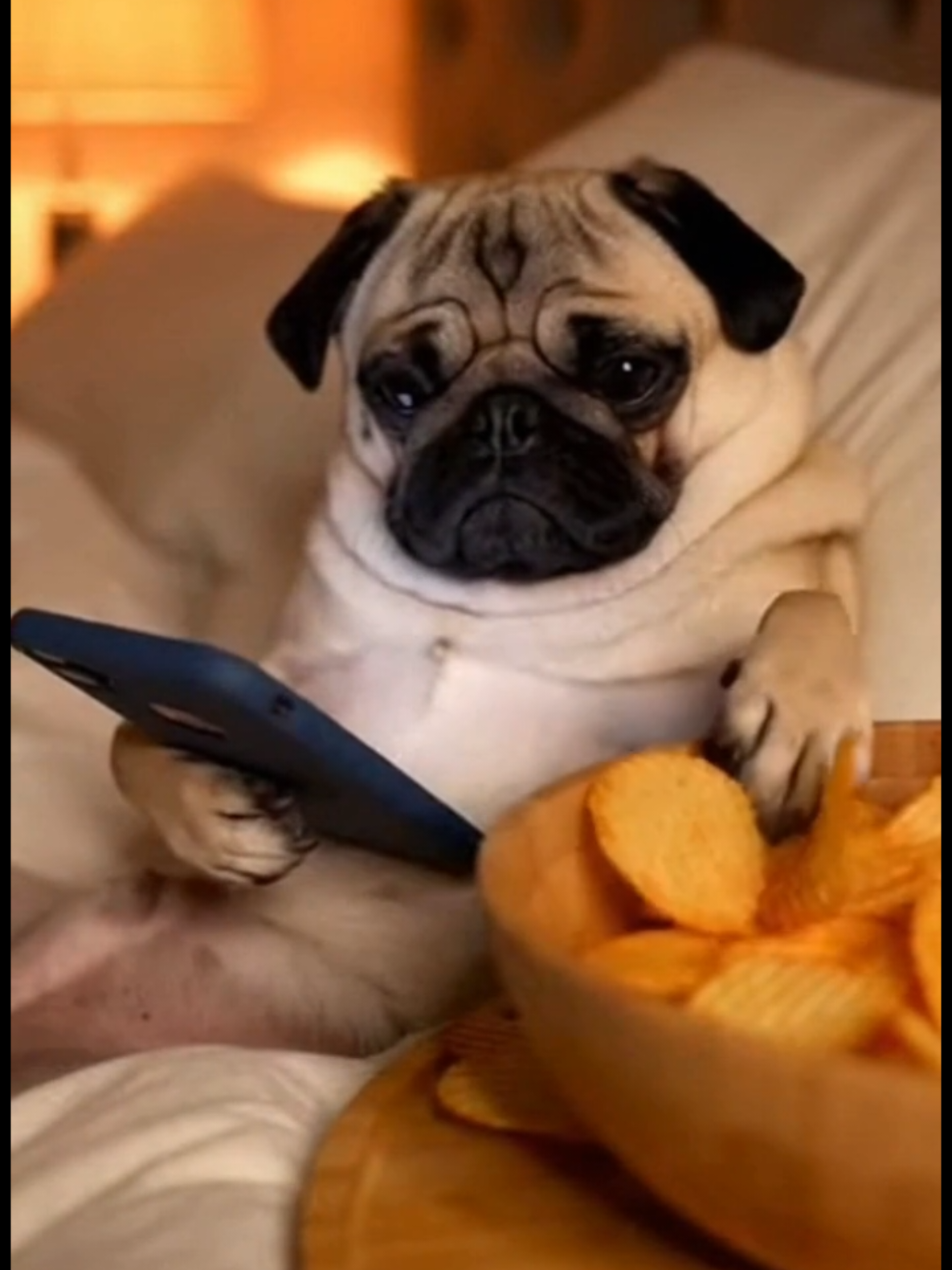 @Pug