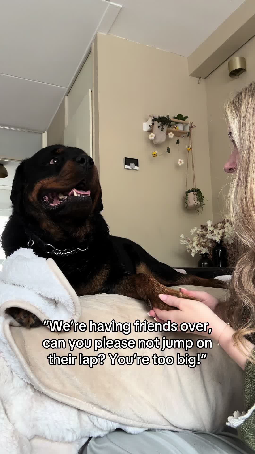 @Dyce de rottweiler