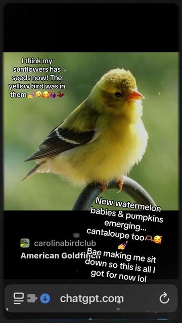 @Butterfly Gawdess Shop, LLC.
