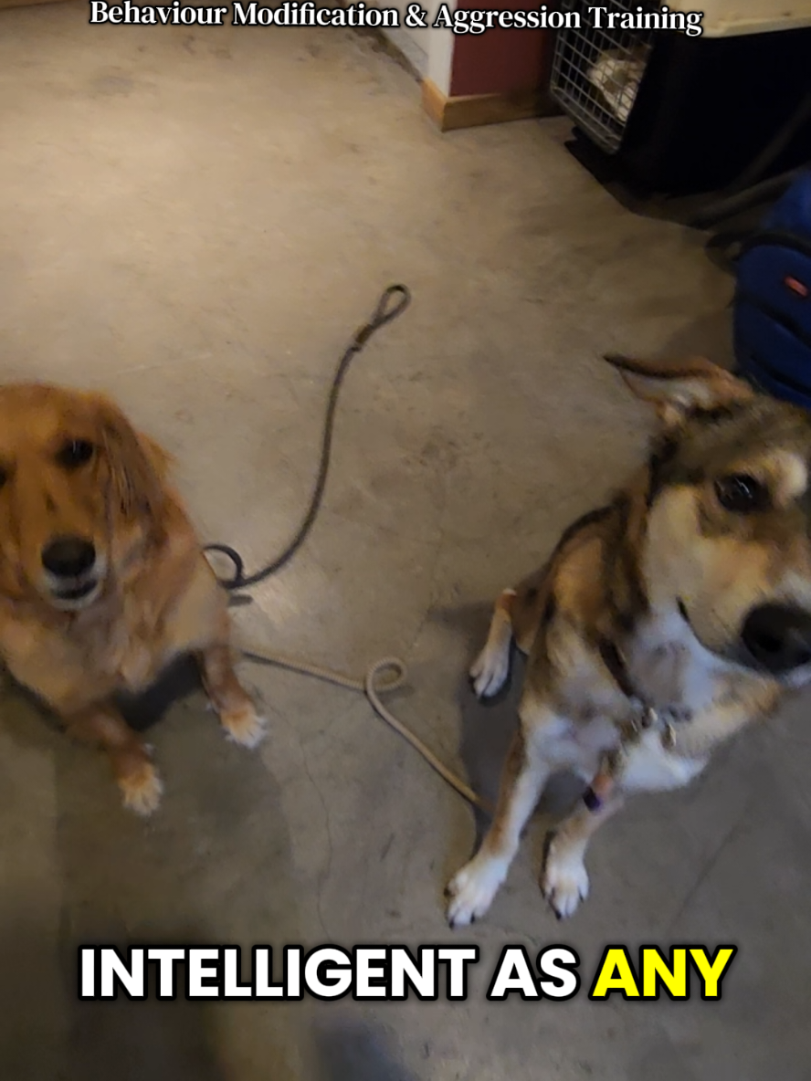 @Abhilasha - DogTrainer