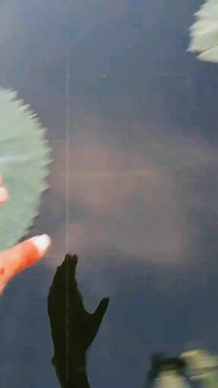 @ᥫ᭡♡𝓖𝓾𝓶𝓶𝔂 𝓑𝓻𝓮𝓪𝓻♡ᥫ᭡