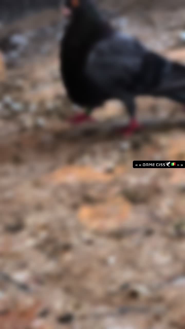 @DAME CISS🕊️🇸🇳