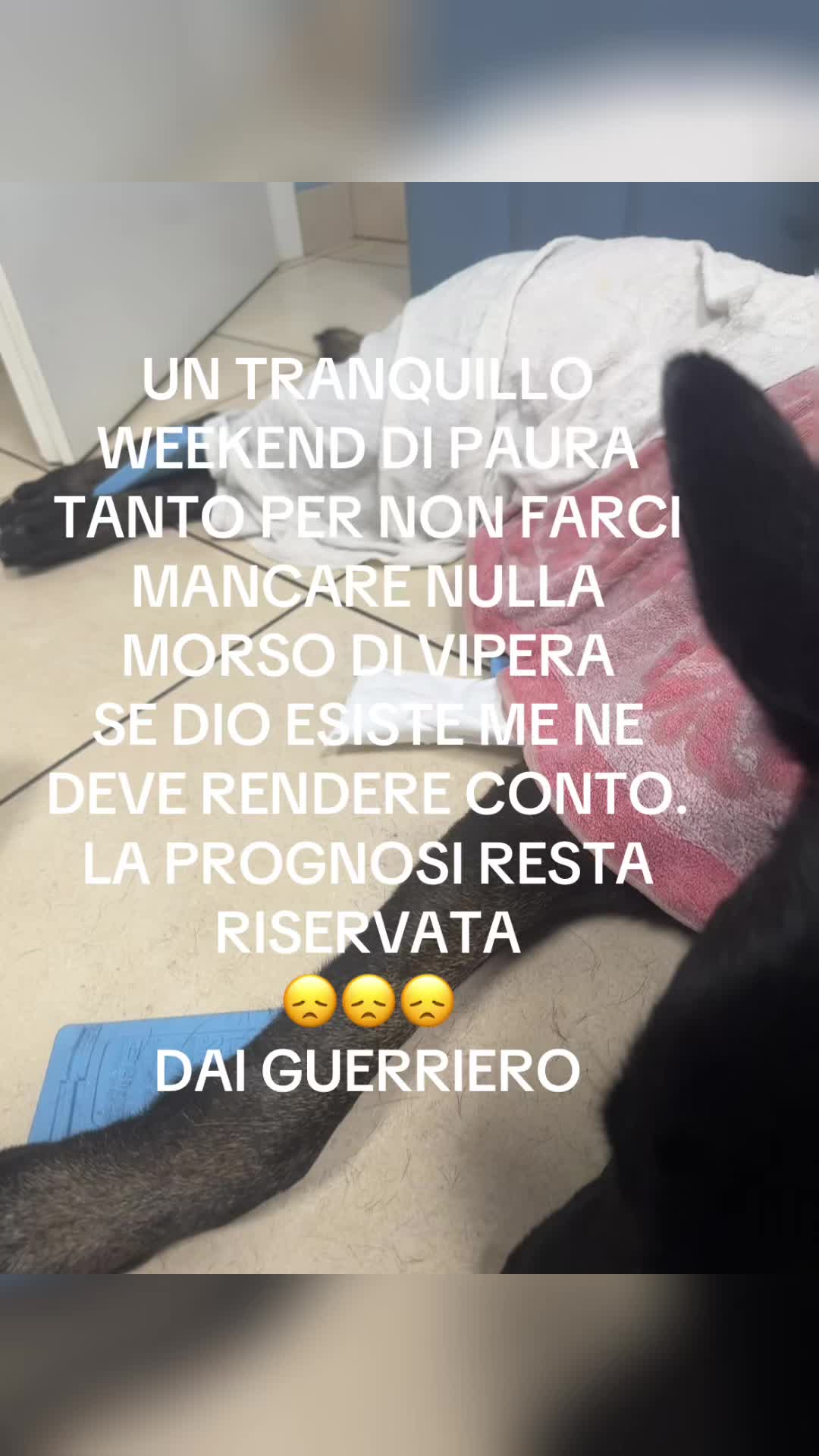 @ULLR&HEL Malinois
