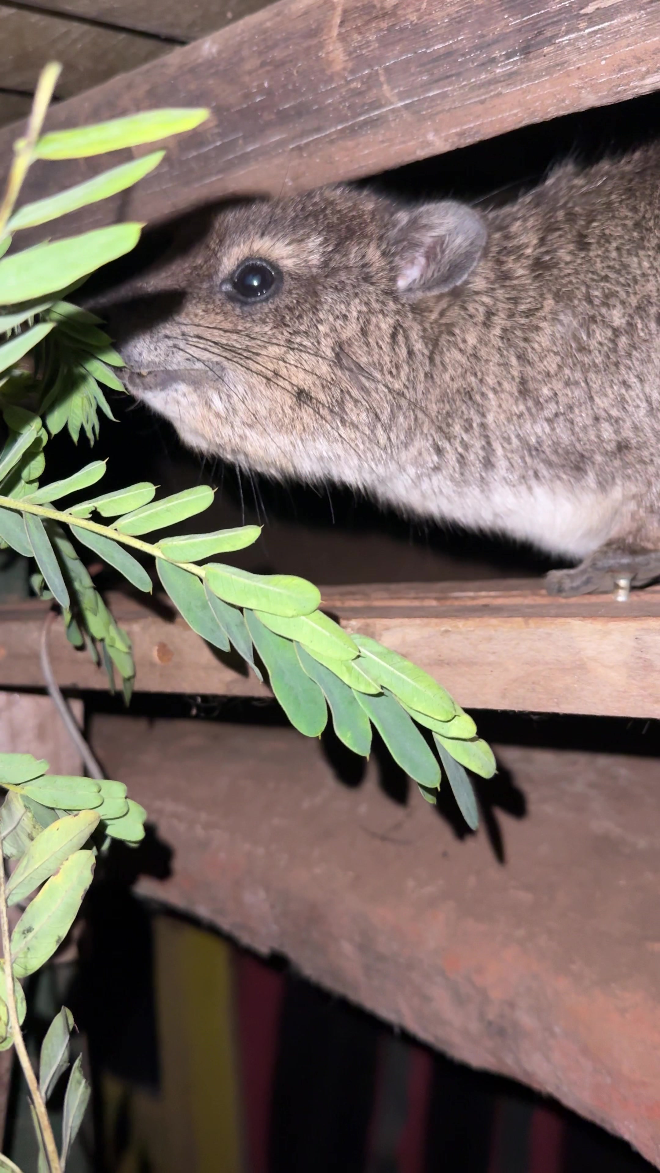 @squiggythehyrax