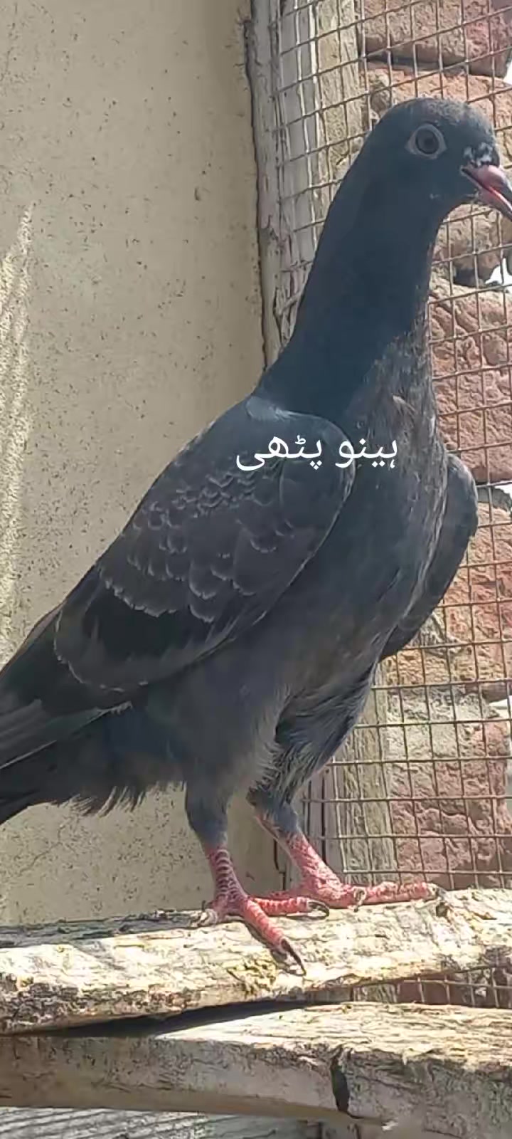 @Ranakasuripigeon