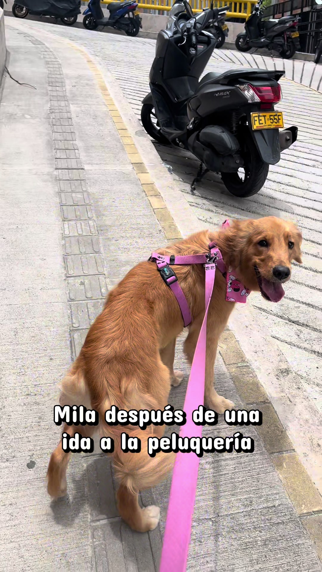 @Mila 🐶