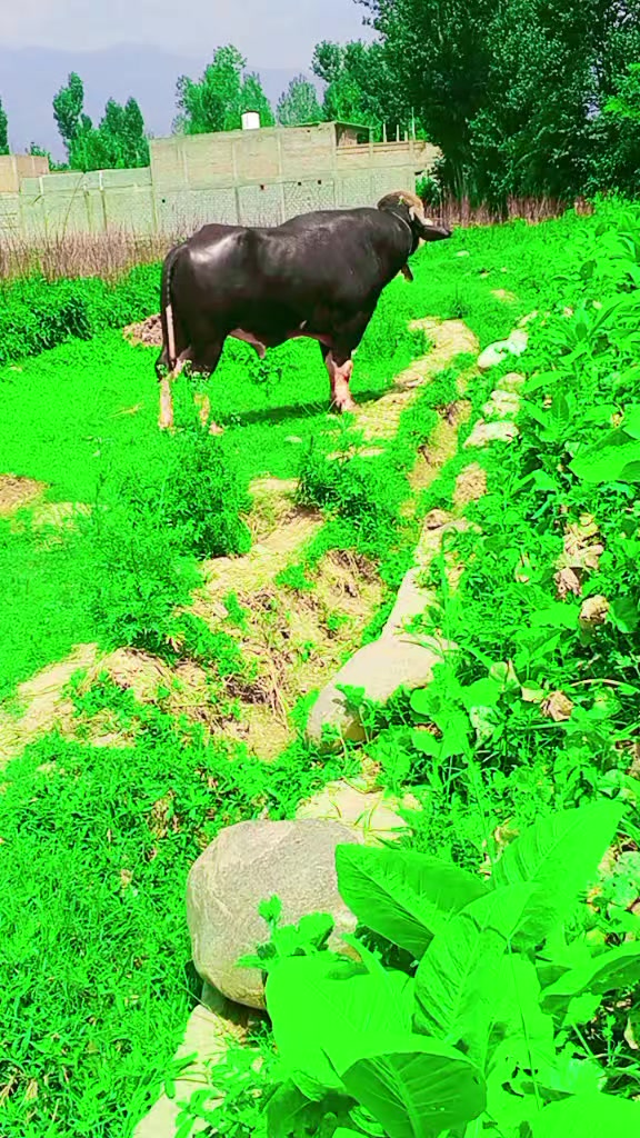 @ASAD Sarkar123