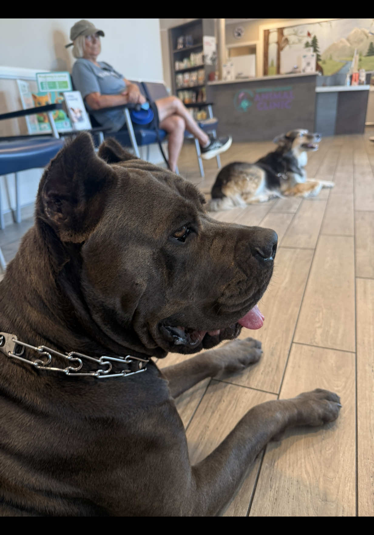 @noblepridecanecorso