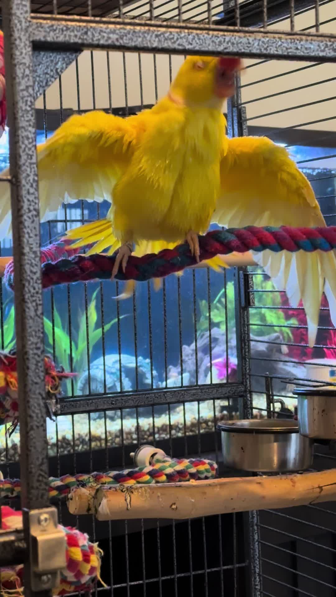 @Tweety the Ringneck