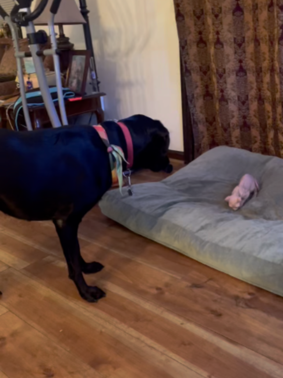 @Underwear Dog Animations