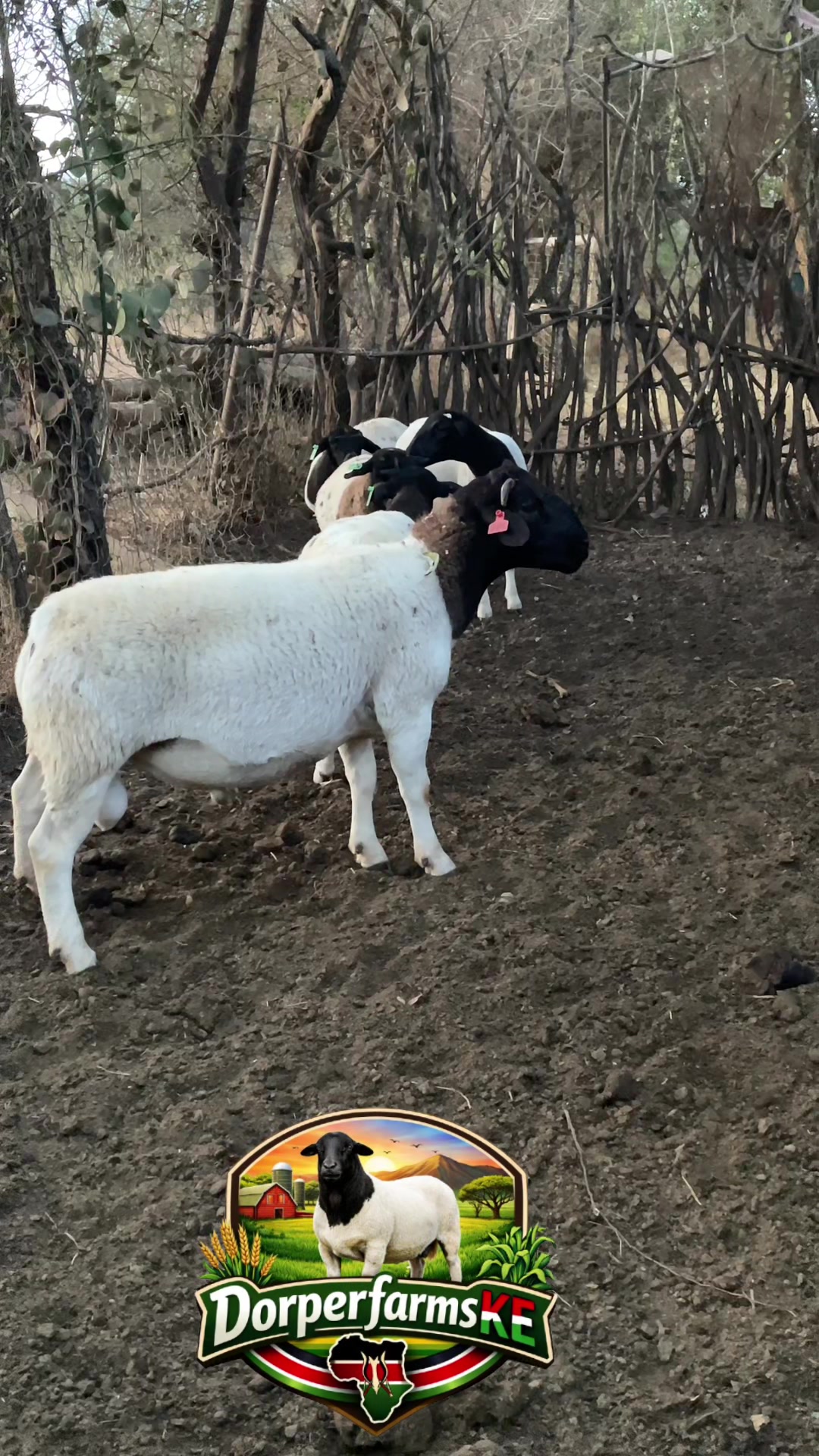 @DorperfarmsKE🇰🇪