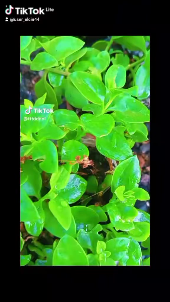 @El&ccedil;in 😭💔
