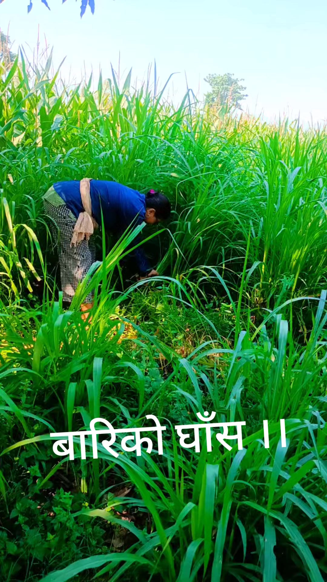@Madhavi Bhatta