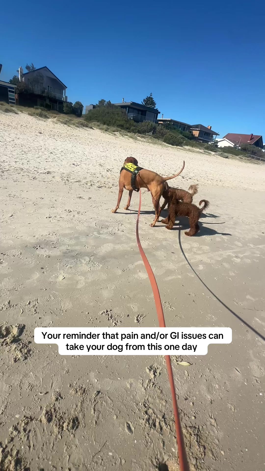 @Chloe’s Canine Co