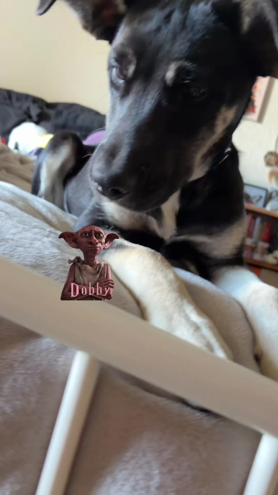 @bellaandrockieandsammie