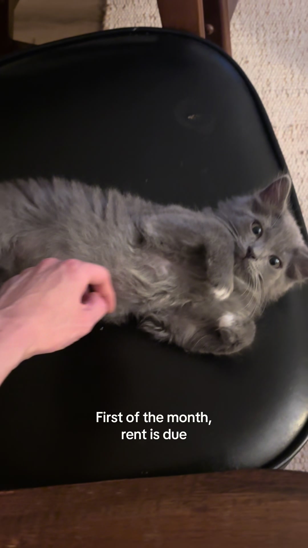 @Christina | Cat Rescue 🐾