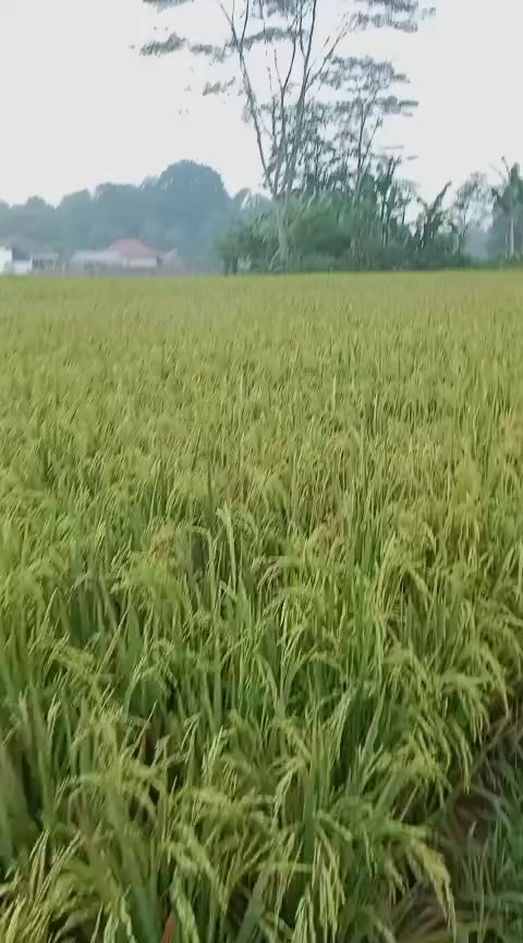 @Sri Supartini