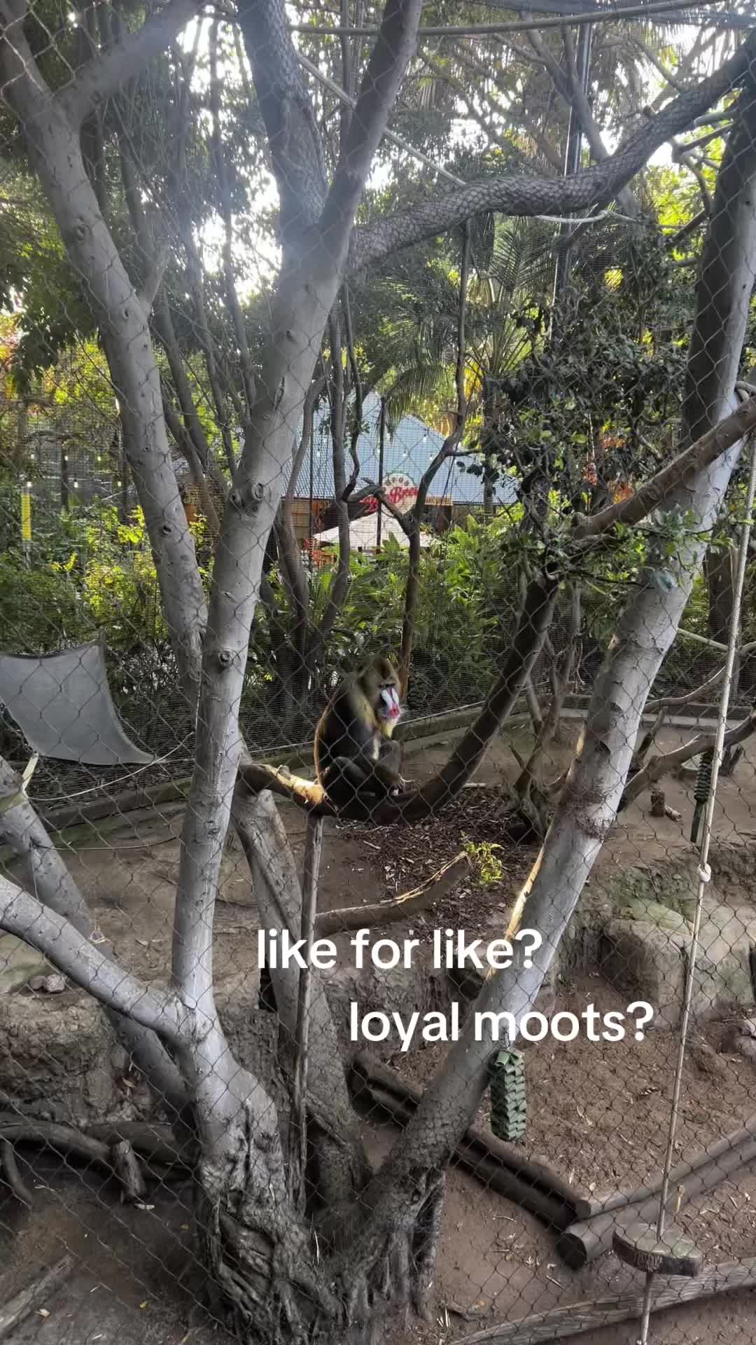 @like my reposts