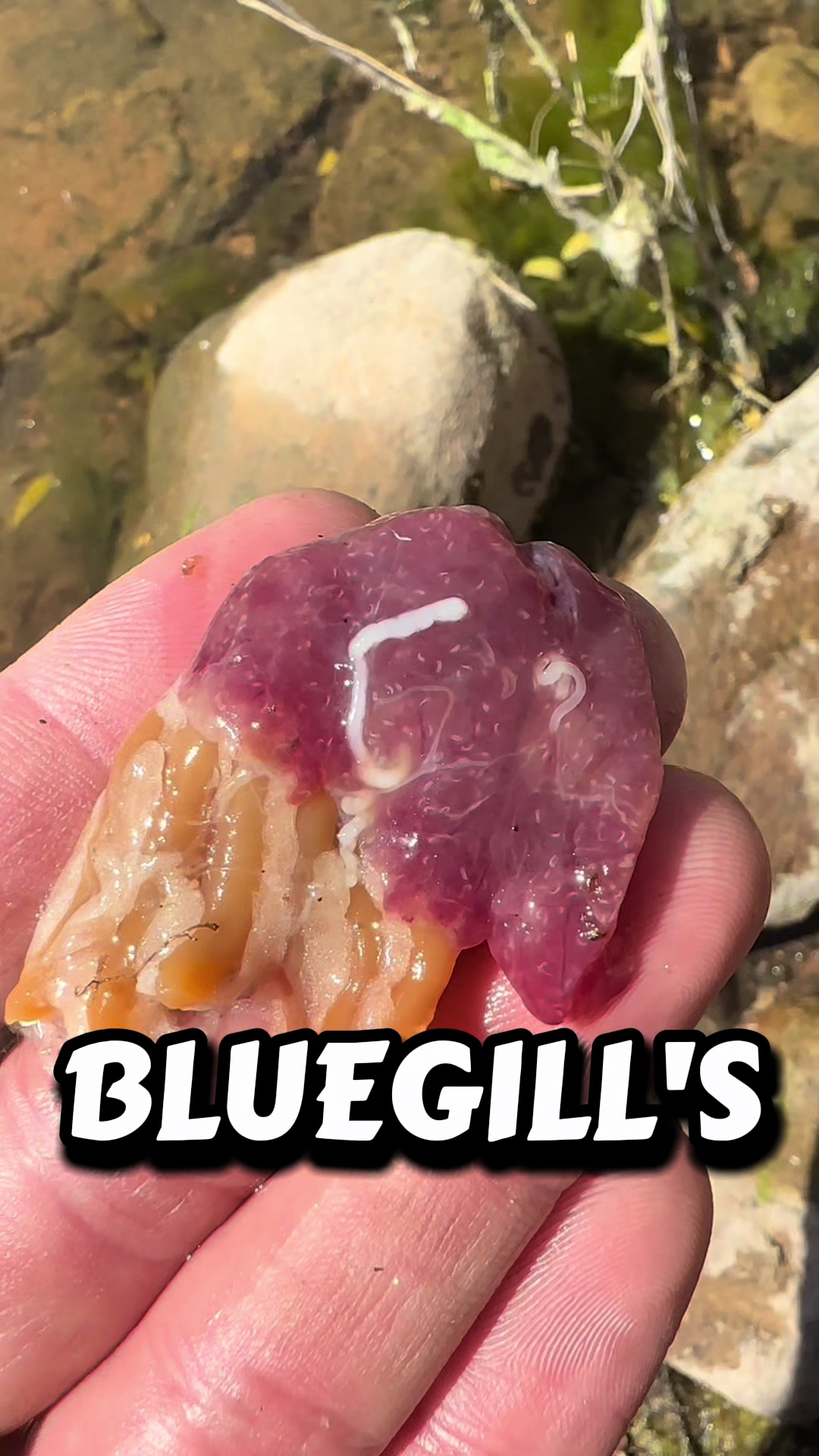 @FullmersFish