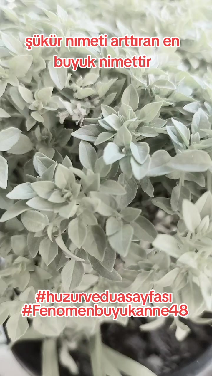 @Fenomenbuyukanne48