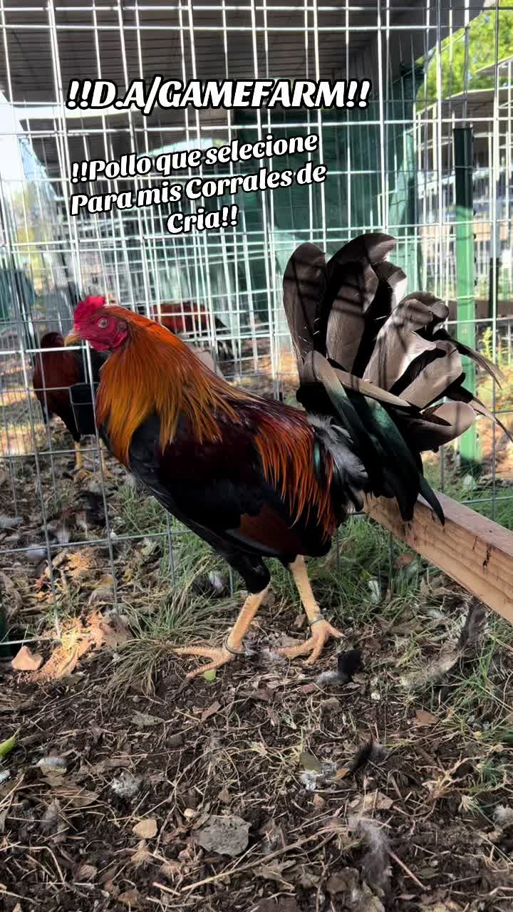@DAgamefarm