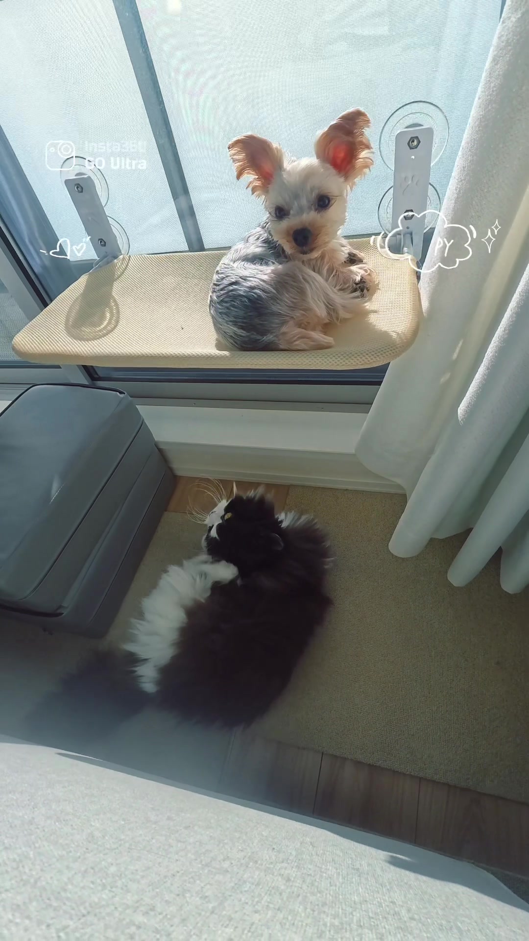 @みちゃよも🐶🐱