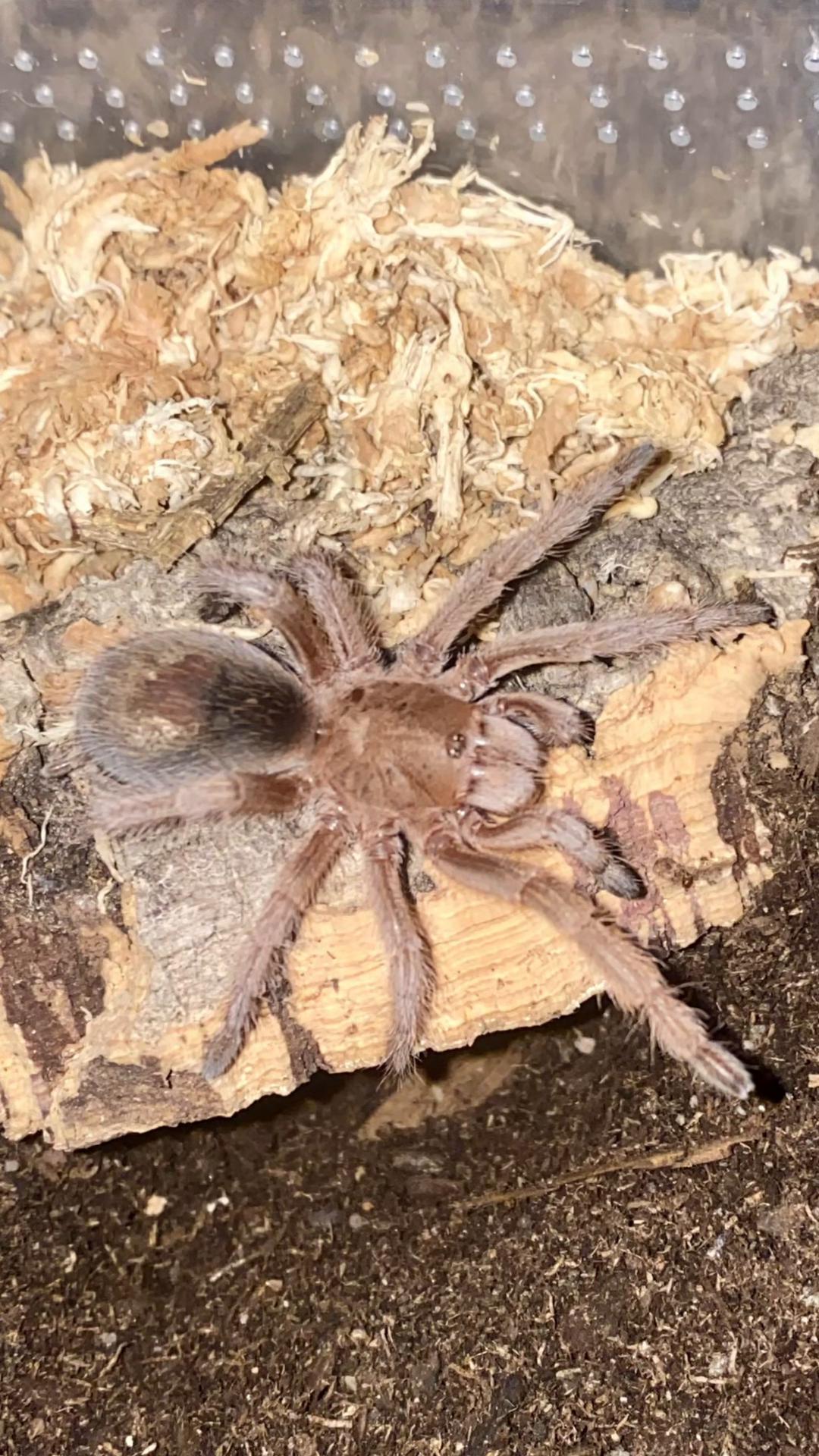 @vidaexotic_tarantulas