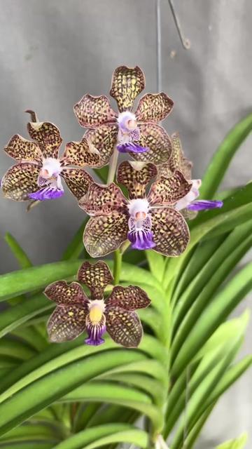 @Anarda Orchids