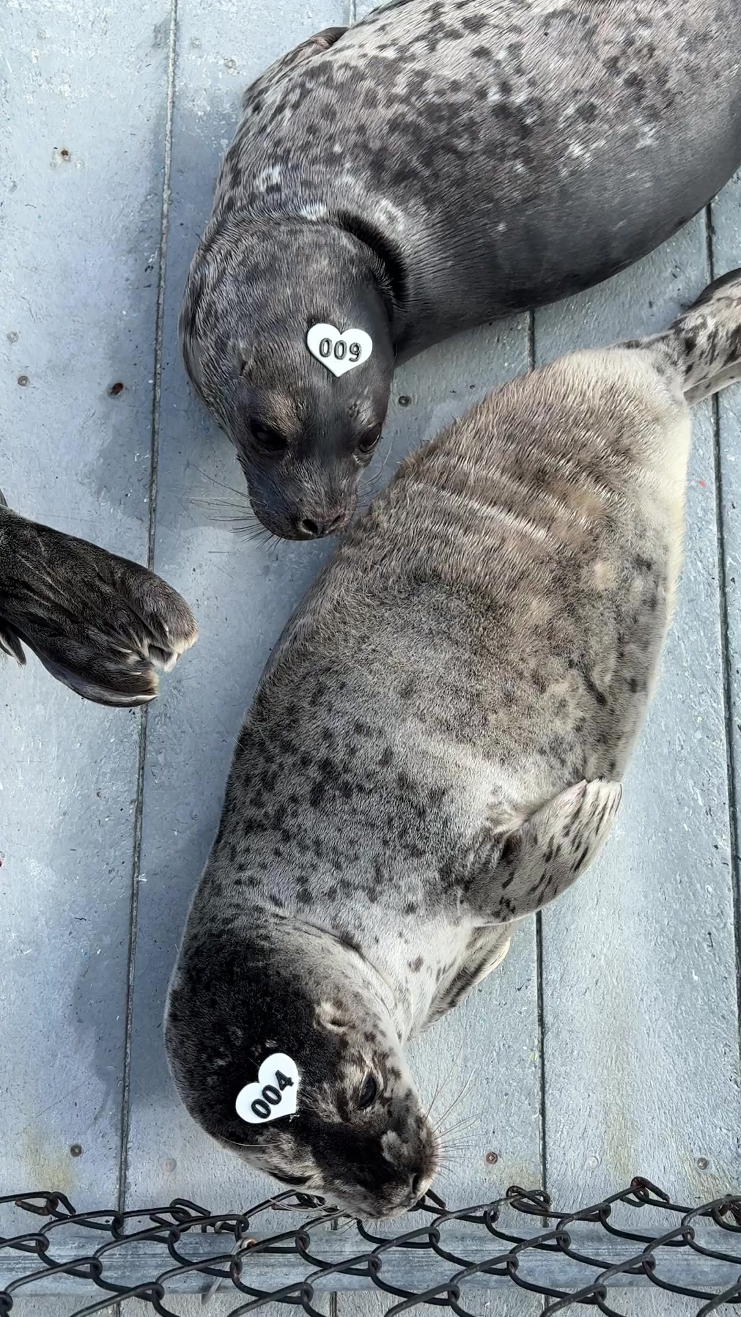 @Marine Mammal Rescue Society