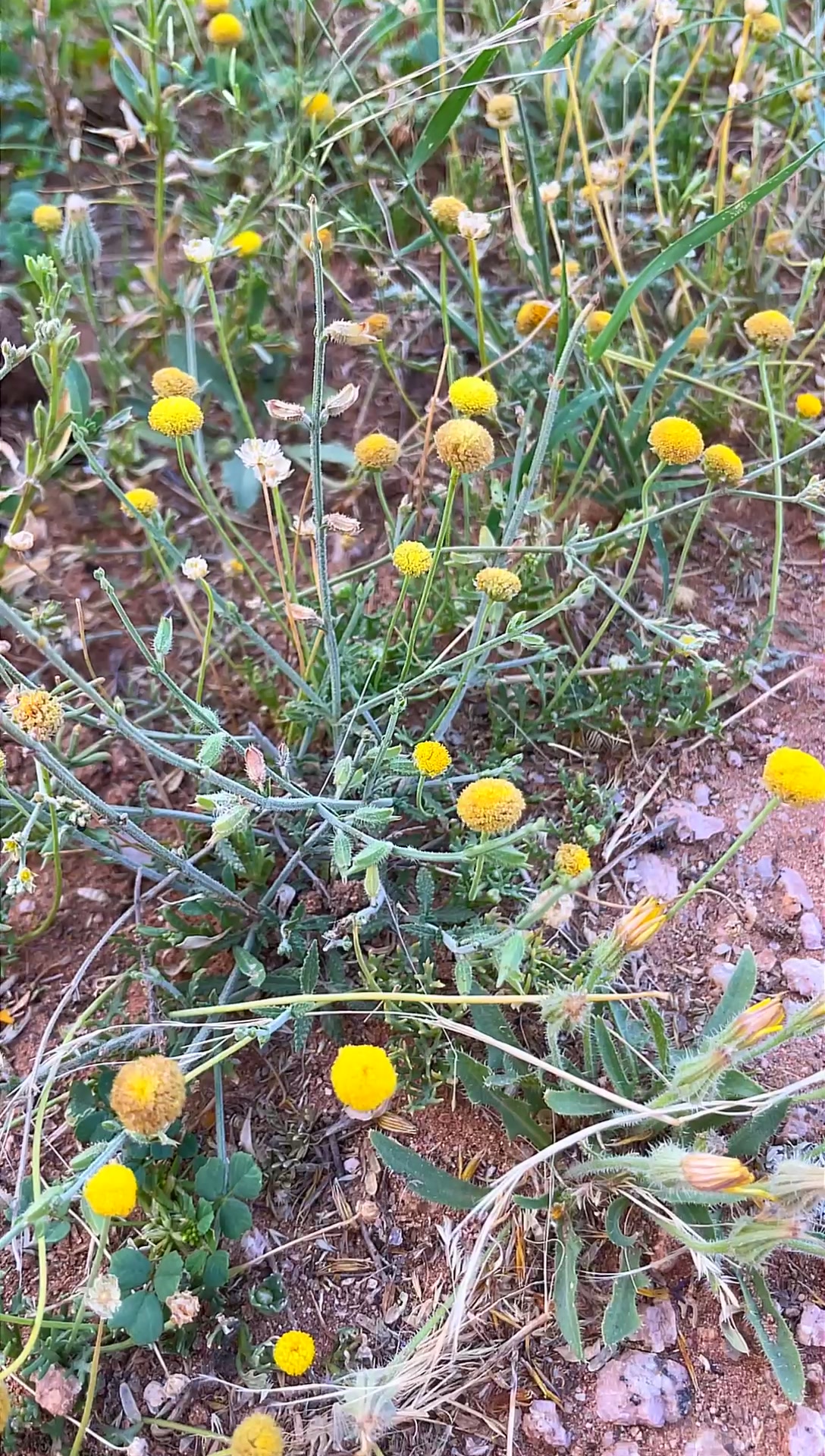 @(﮼صمت ﮼الجرو ح﮼)