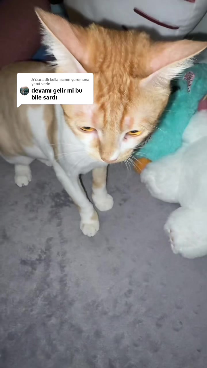@𝐣𝐞𝐬𝐬𝐢🔮
