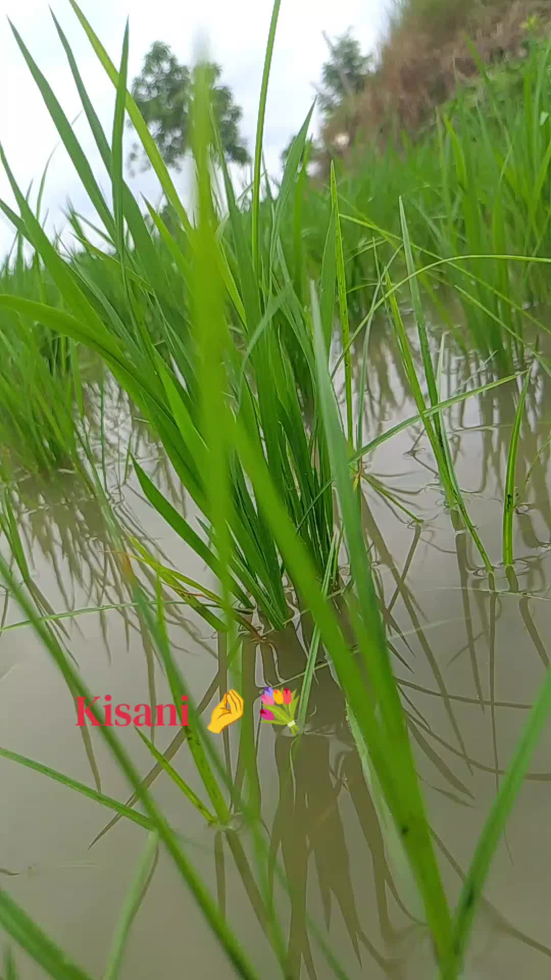 @โฃ๐๏ผกαเบฎโฑลสฐ๐โฃ