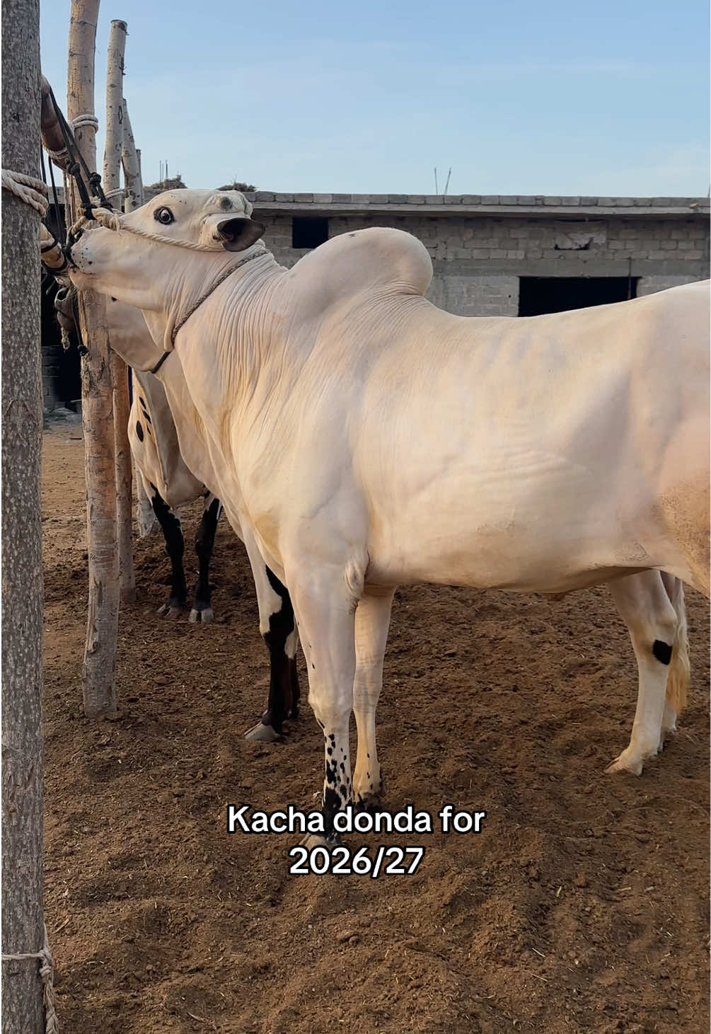 @Shinwari Cattle Farm
