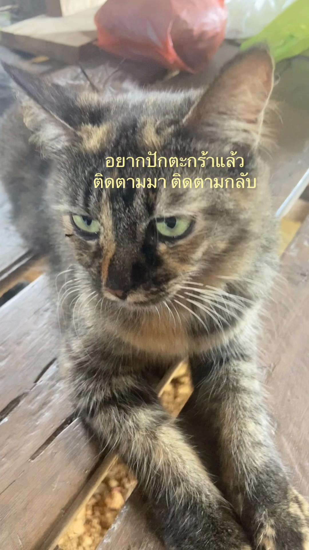 @หาตังค์ค่าขนม🍭