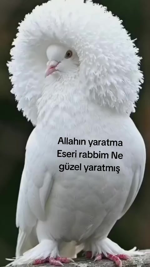 @yılmaz Çetinkaya