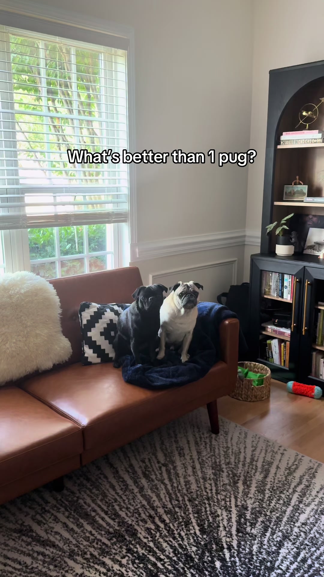 @SirEdmundThePug