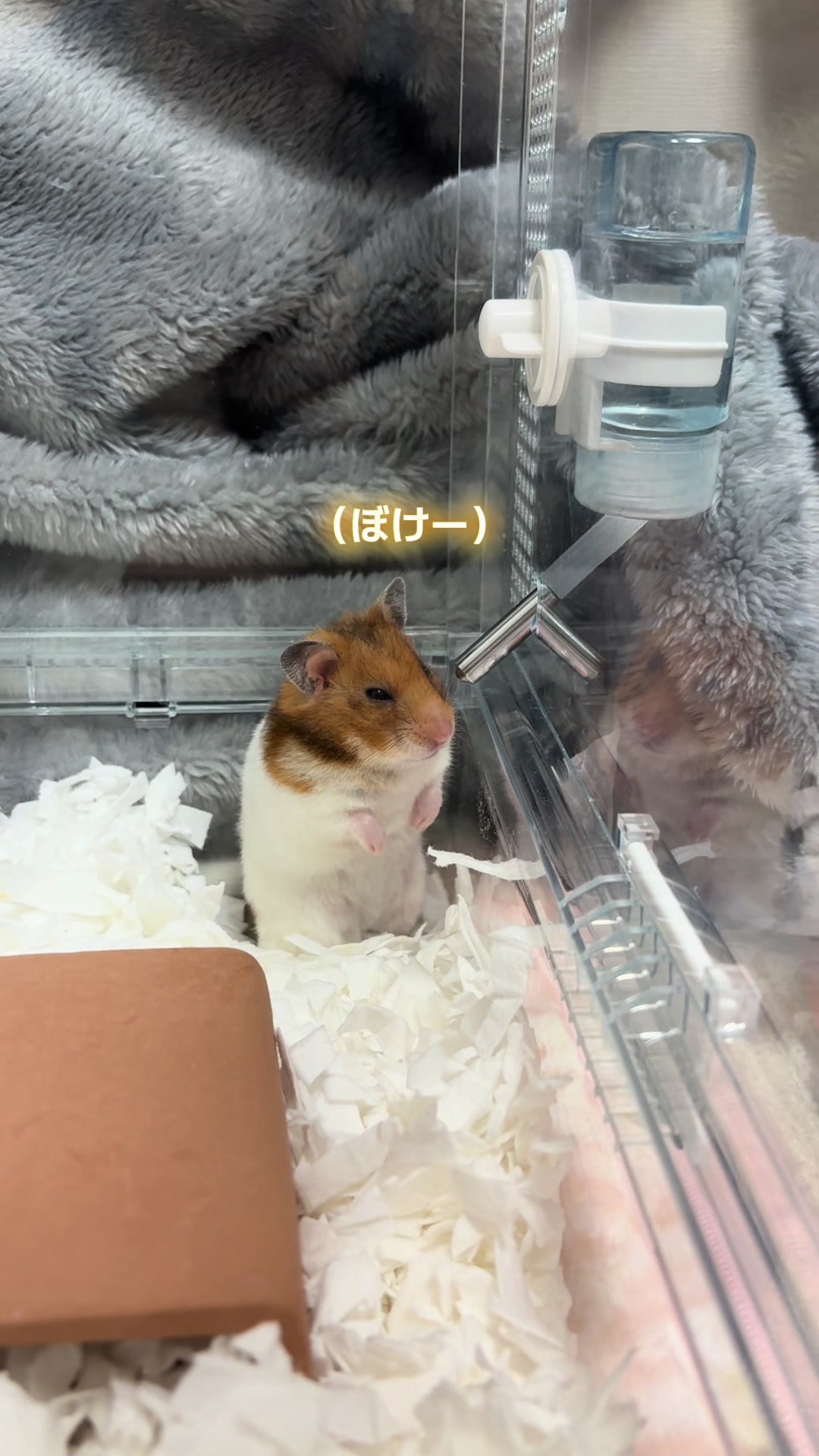 @ハム太は女の子🐹