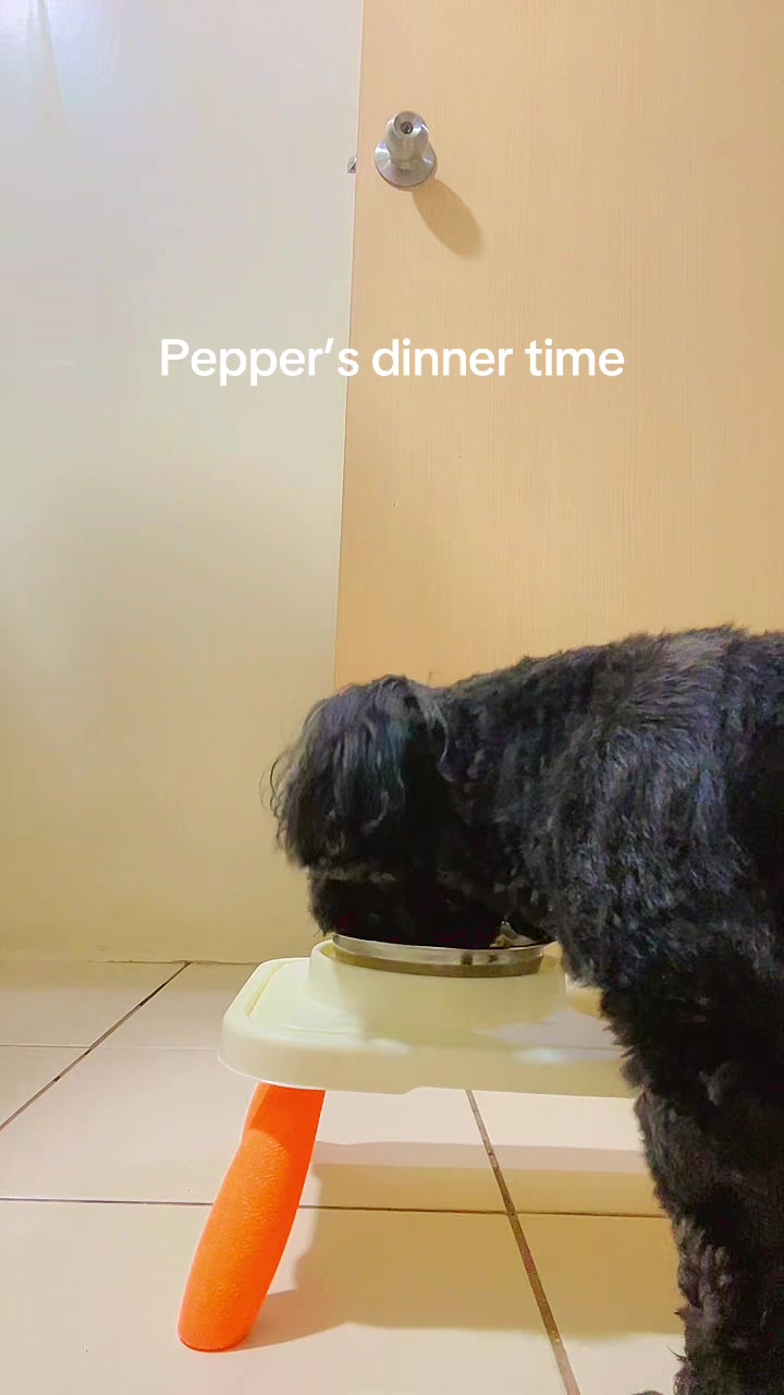 @The Fibibi Paws- Pet Sitting