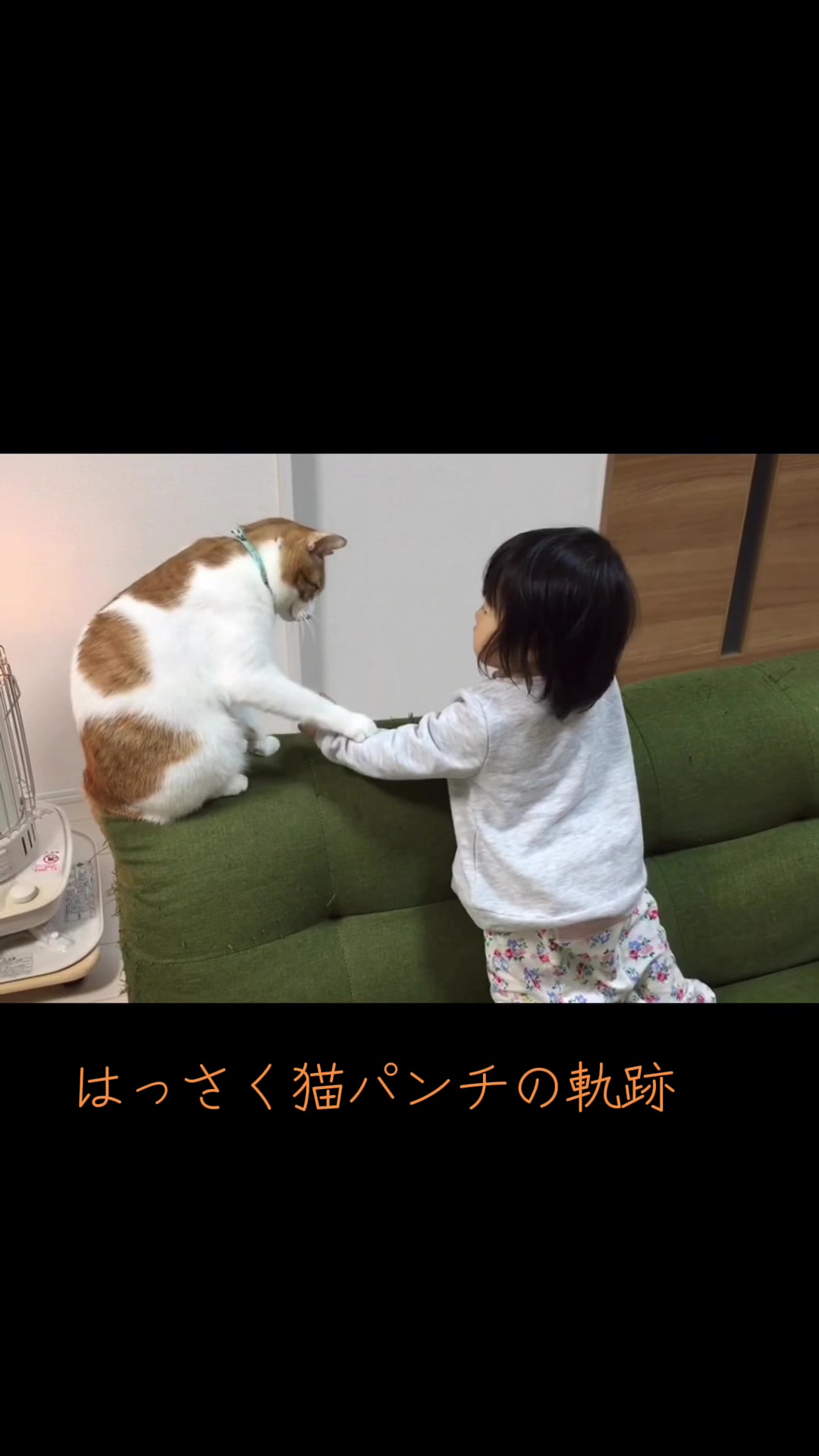 @猫のはっさく