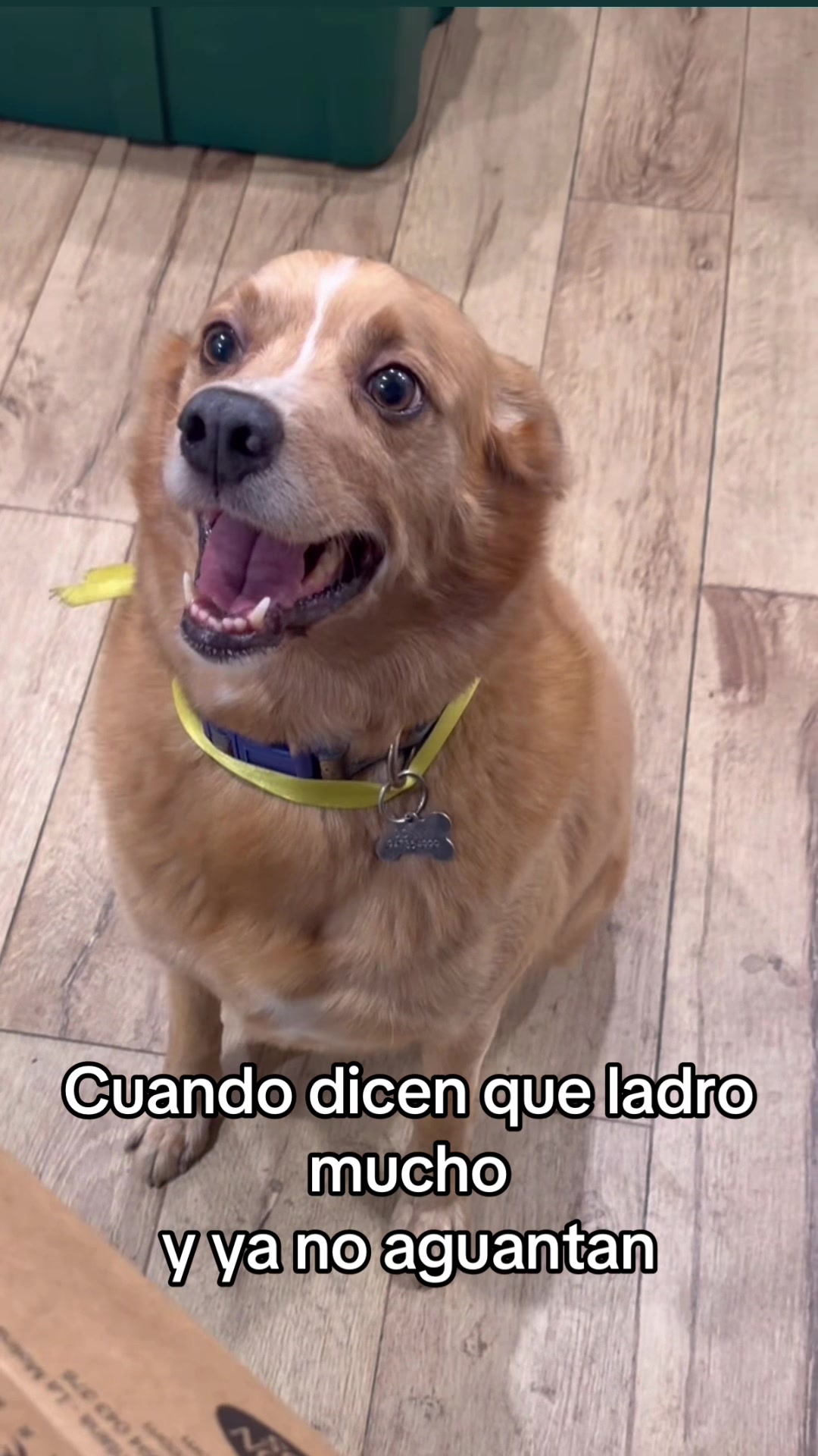 @Diario de Donny🐕 y mami👩🏻
