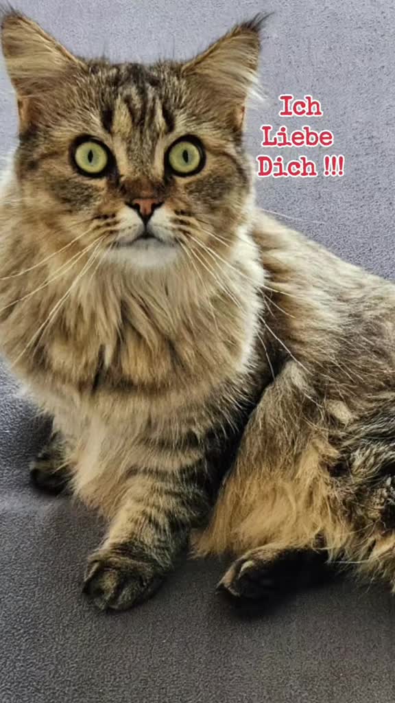 @❤️Janet,Teddy und Blümchen❤️