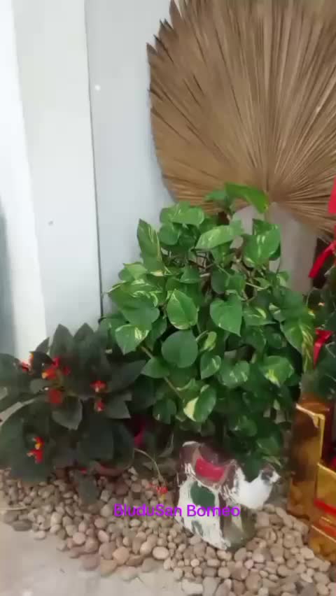 @BluduSan