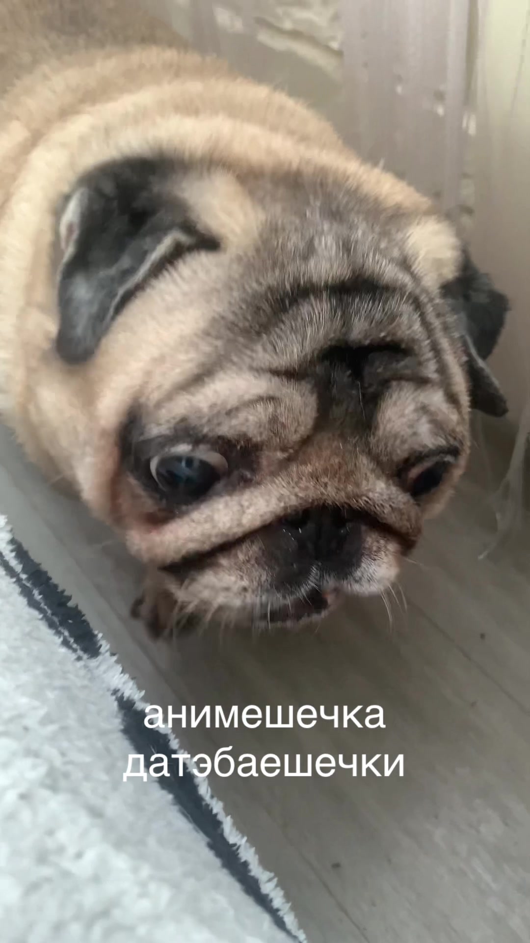 @Тру: ЖоРкА