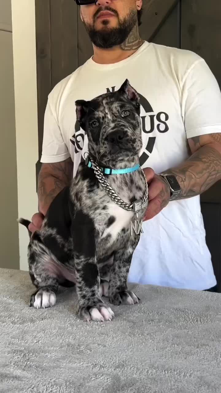 @bugattibloodlinekennels