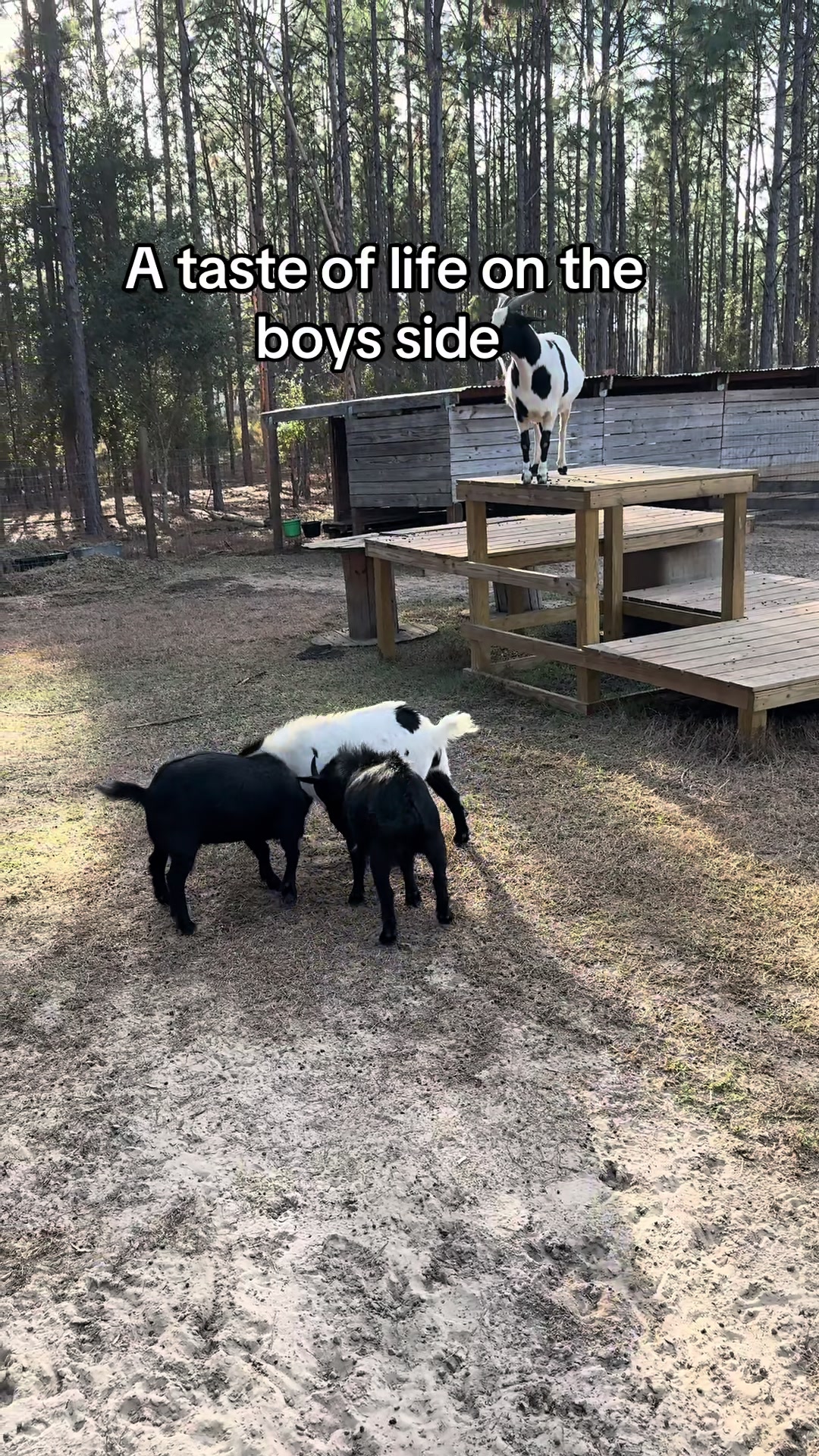 @Nature’s Spirit Farm & Forest