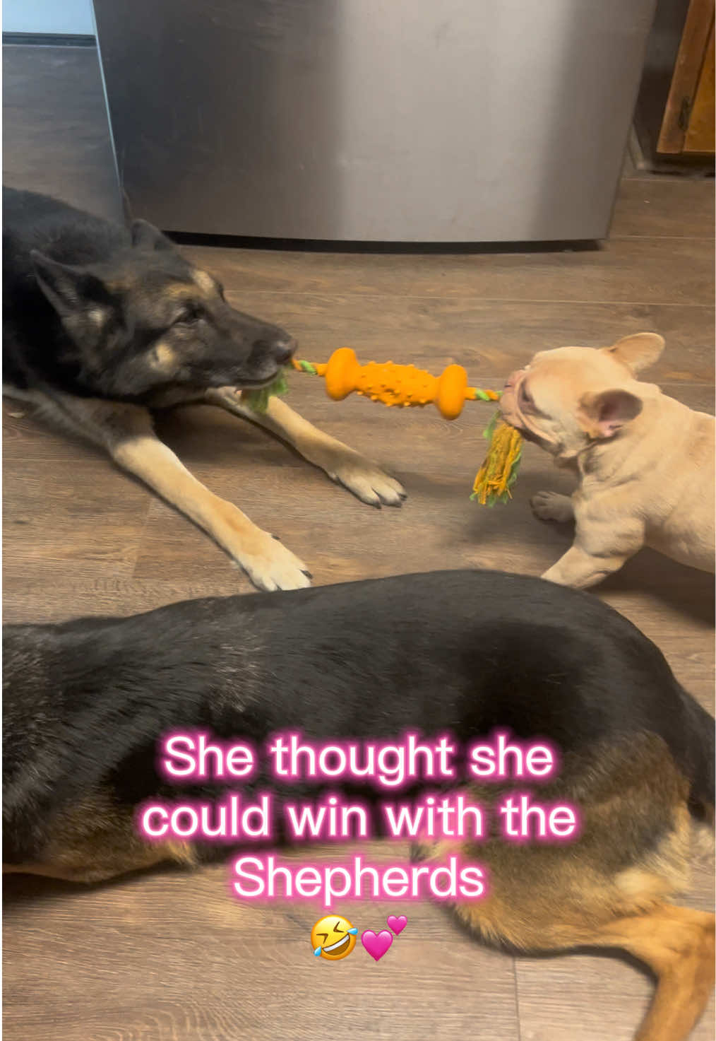 @Peanut the Frenchie 🐾