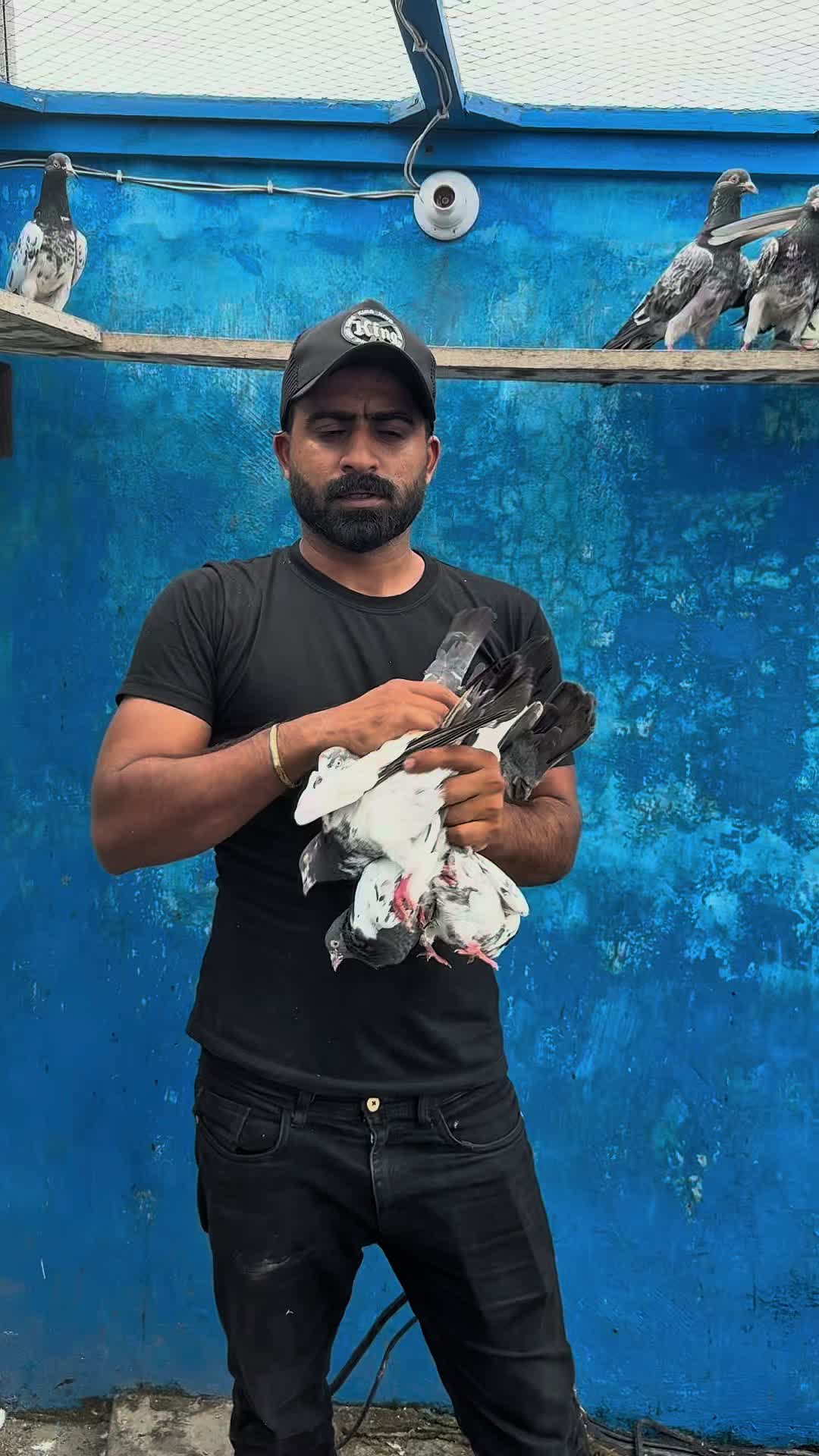 @Lahore Pigeon