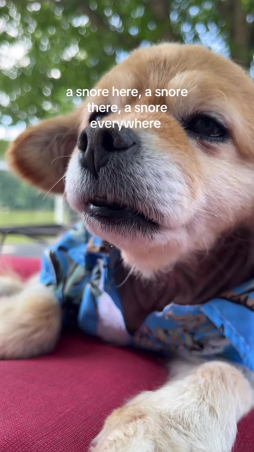 @kingpep