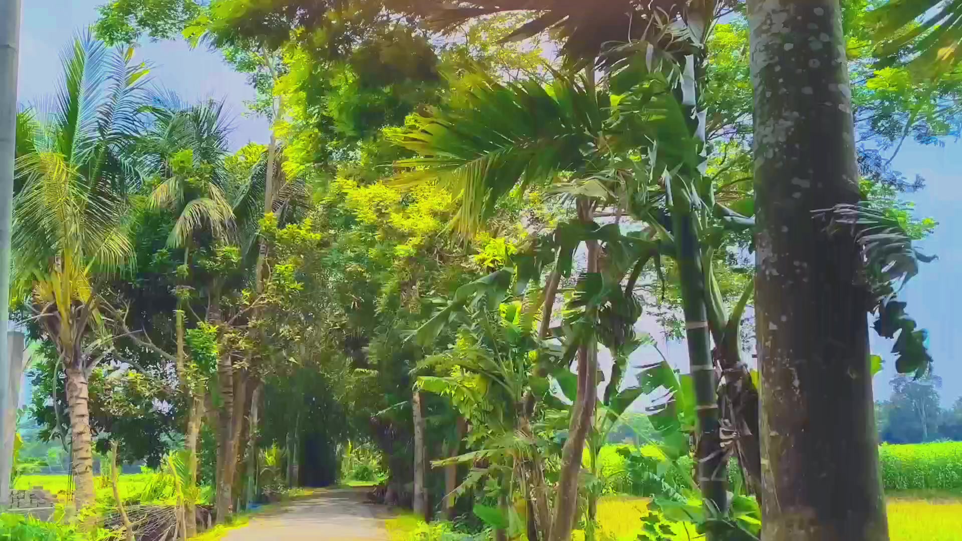 @🍃🕊️ ”প্রকৃতির ছোঁয়া” 🕊️🍃