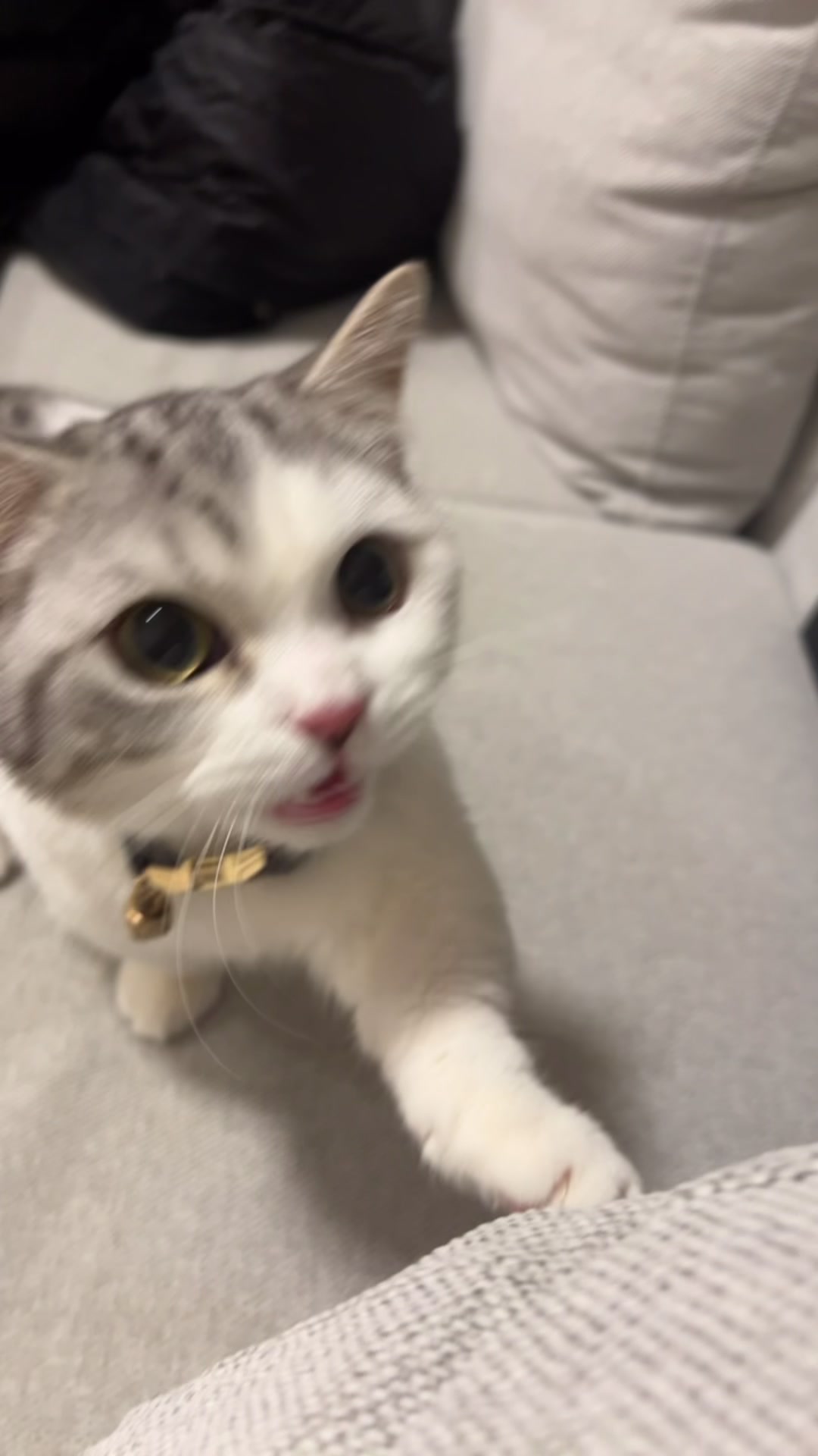 @短足マンチのえる♂